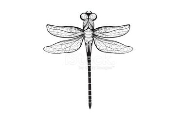 41163170-dragonfly-insect-black-inky-drawing.jpg